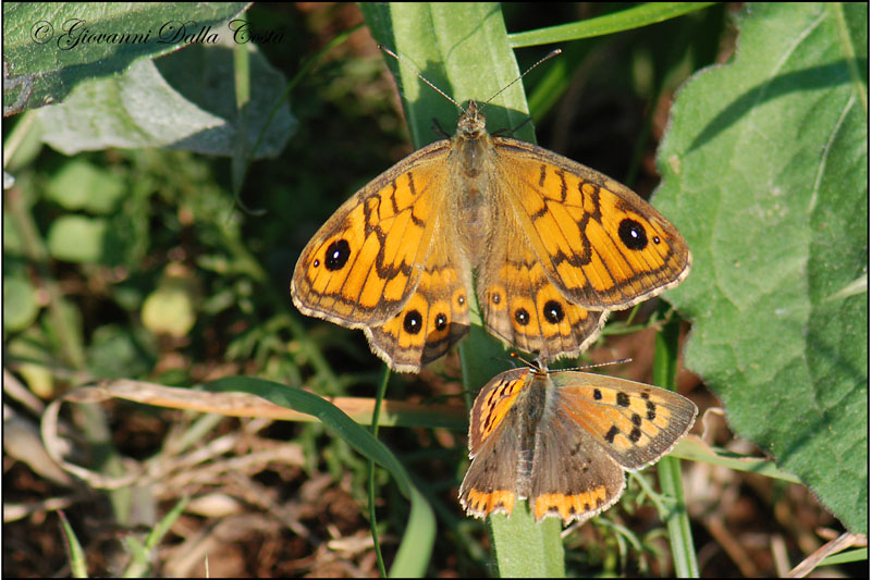 Lycaena phlaeas 